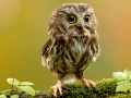 Jeu Animal Hidden Stars