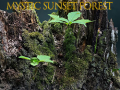 Jeu Mystic sunset forest