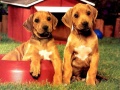 Jeu Puppy Pairs Puzzle