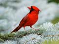 Jeu Birds Puzzle