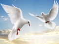 Jeu Flying Birds