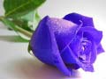 Jeu Blue Roses