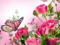 Jeu Butterflies Puzzle