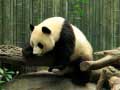 Jeu Pandas Puzzle