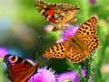 Jeu Butterfly Slide