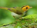 Jeu Birds Slide