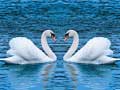 Jeu Swans Slide