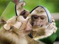 Jeu Chimpanzee Jigsaw