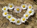 Jeu Daisy Heart Jigsaw