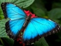 Jeu Nature Jigsaw Puzzle Butterfly