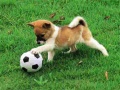 Jeu Playful Puppy Outdoor Puzzle