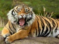 Jeu Animals Jigsaw Puzzle Tiger