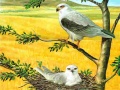 Jeu Birds Of Prey Puzzle