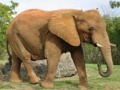Jeu Animals Jigsaw Puzzle - Elephants