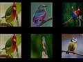Jeu Memorize the birds