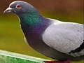 Jeu Pigeon Jigsaw Puzzle