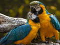 Jeu Parrot Jigsaw