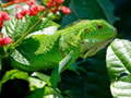 Jeu Wild Iguana