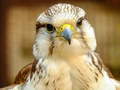 Jeu Gyrfalcon Jigsaw