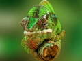 Jeu Chameleon Jigsaw