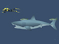 Jeu Mad Shark